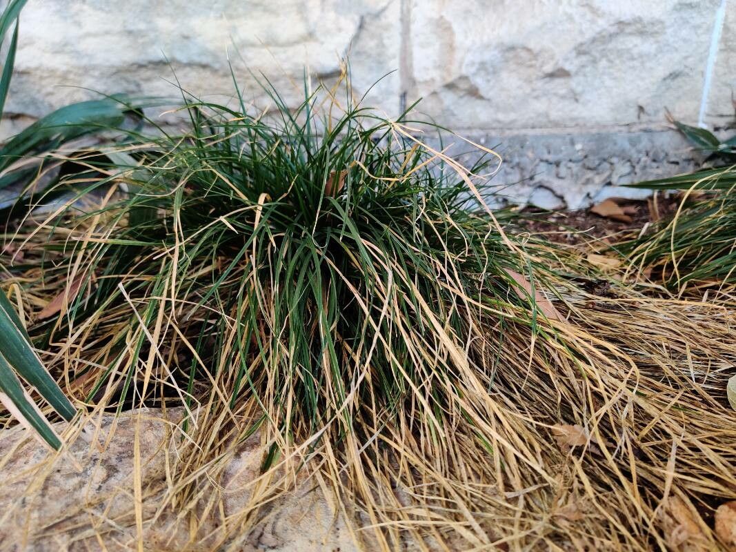 Carex perdentata habit