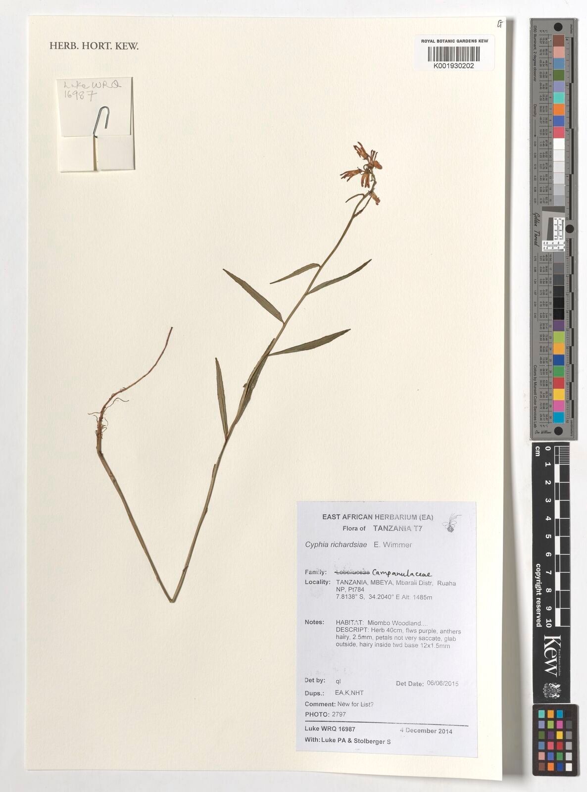 Cyphia richardsiae — houseplant care guide