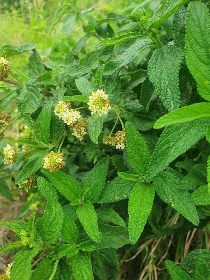 Lippia kituiensis flower