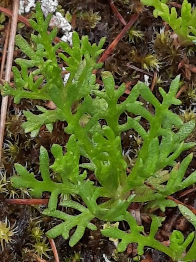 Achillea atrata — search result for 'Switzerland'