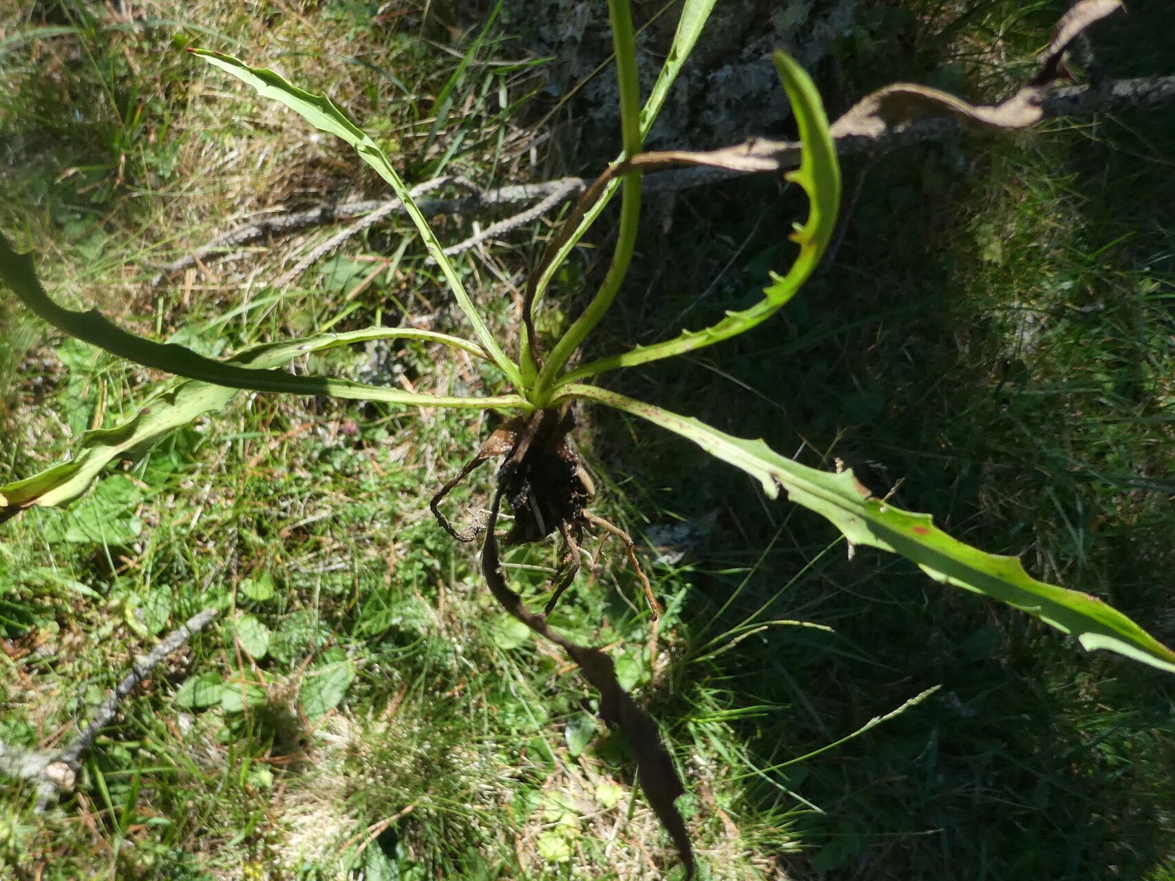 Scorzoneroides duboisii leaf