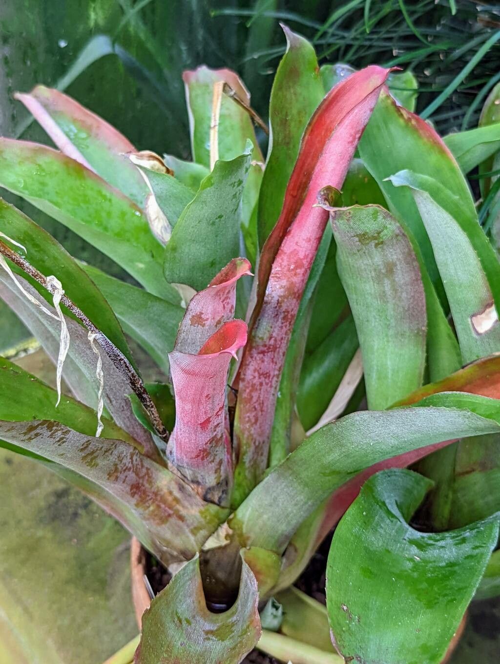 Aechmea lueddemanniana — search result for 'Belize'