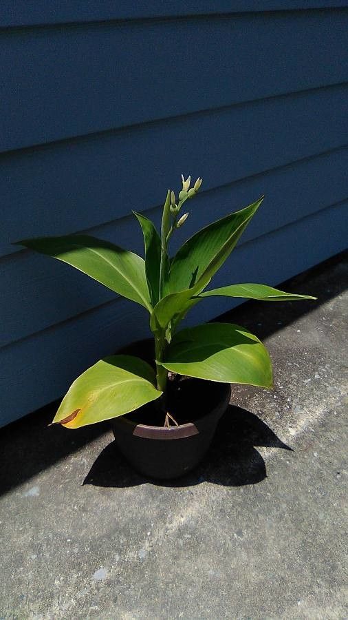 Canna orchiodes — search result for 'Canna'