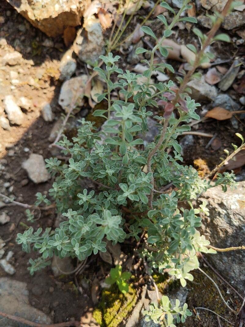 Odontarrhena bertolonii leaf