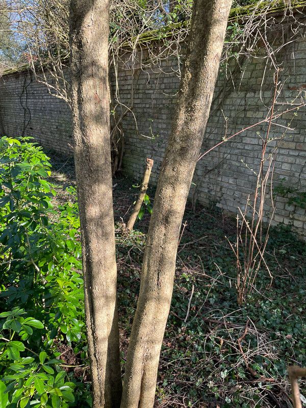 Azara microphylla bark