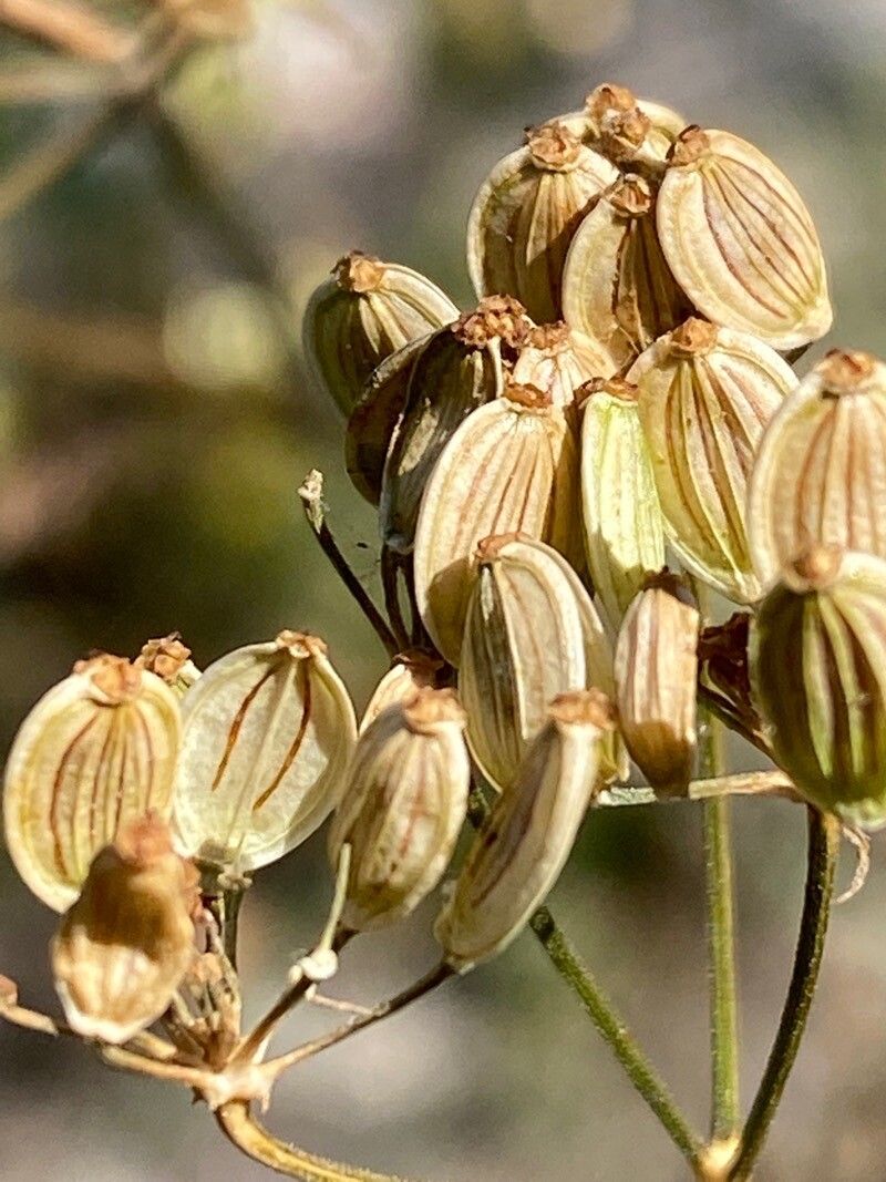 Cervaria rivini fruit