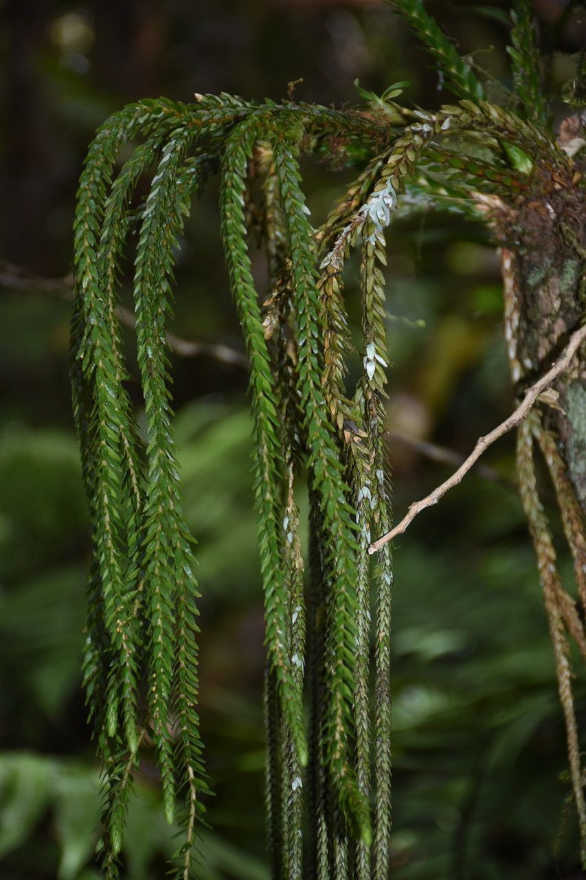 Huperzia gnidioides — search result for 'Huperzia'