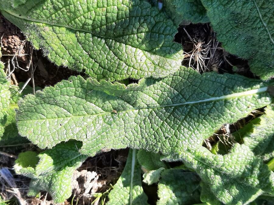 Borago pygmaea leaf