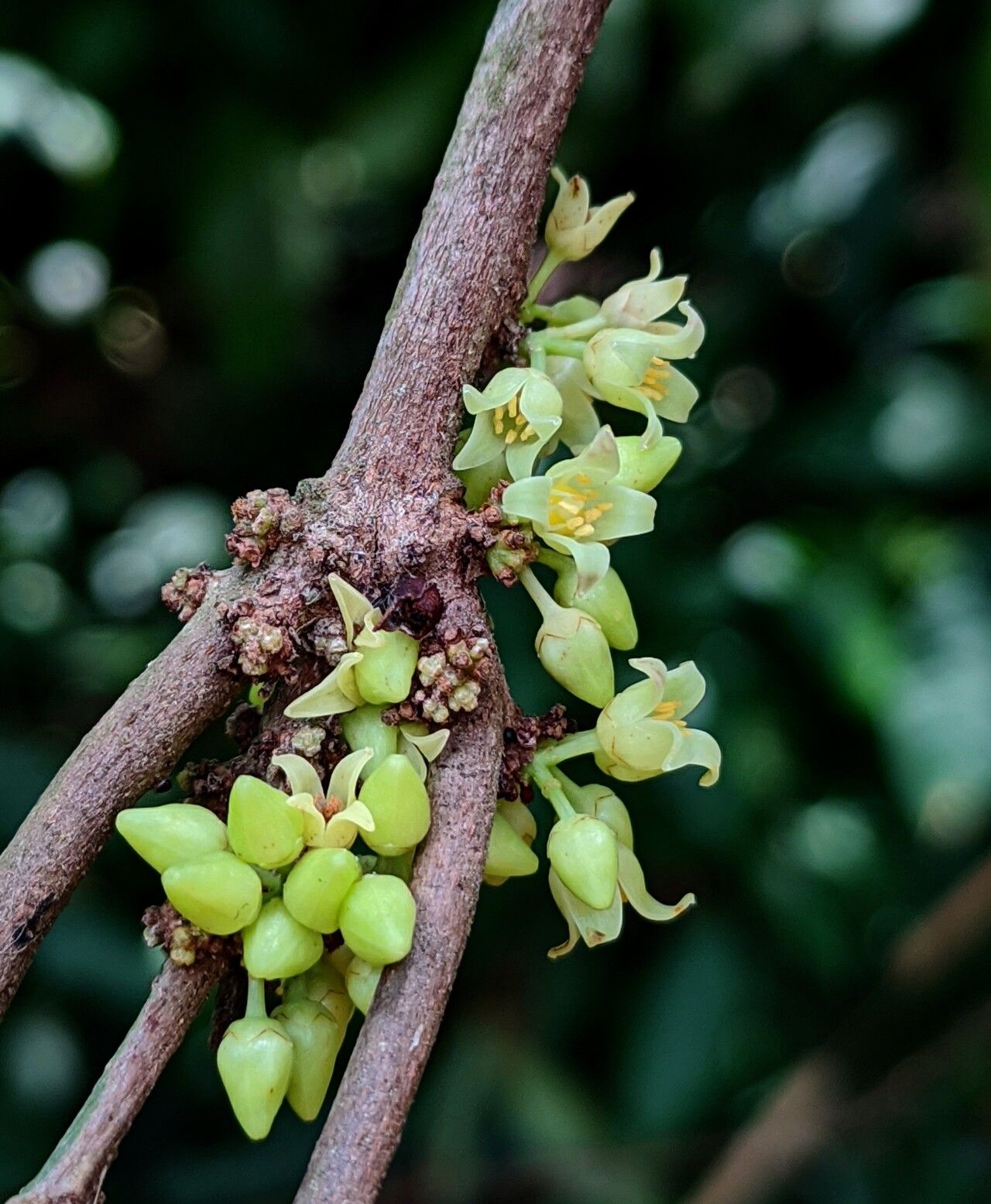 Protium unifoliolatum flower