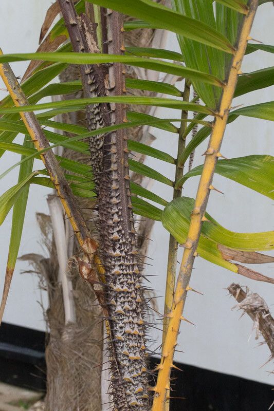 Calamus inermis habit