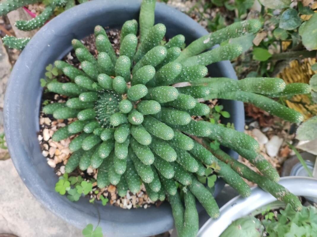 Euphorbia esculenta flower