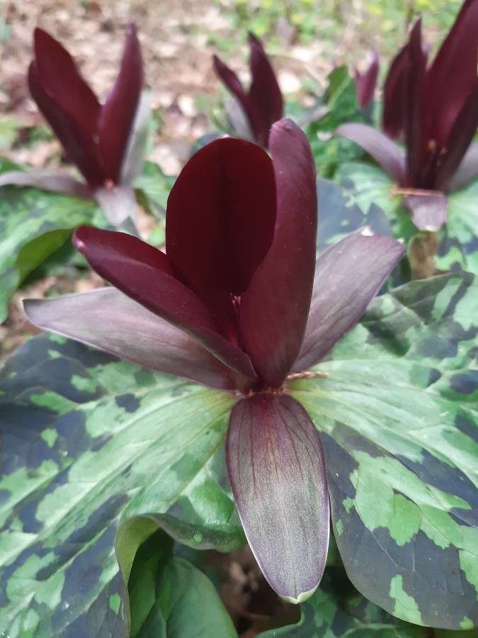 Trillium kurabayashii flower