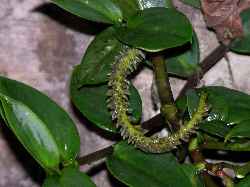 Peperomia portobellensis other