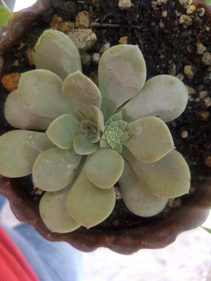 Echeveria difractens — search result for 'Echeveria'