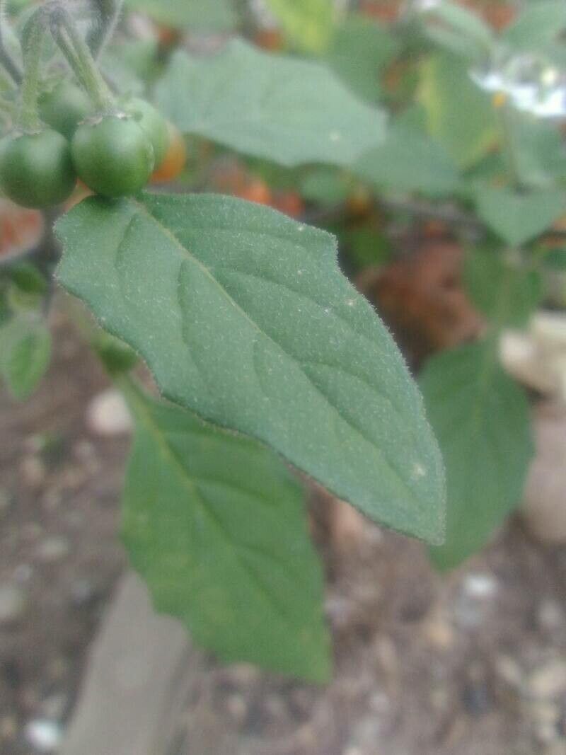 Solanum alatum — houseplant care guide