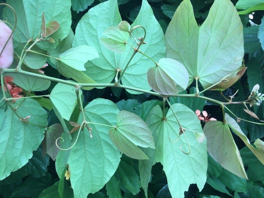 Bauhinia bidentata leaf