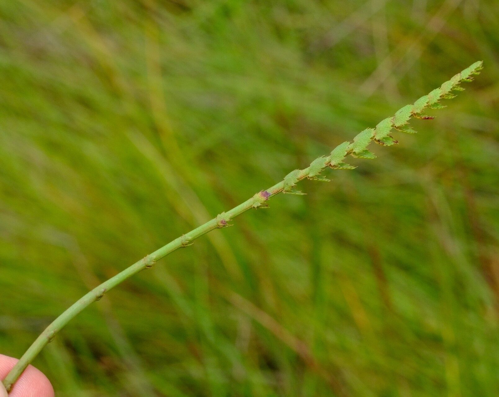 Berula imbricata habit