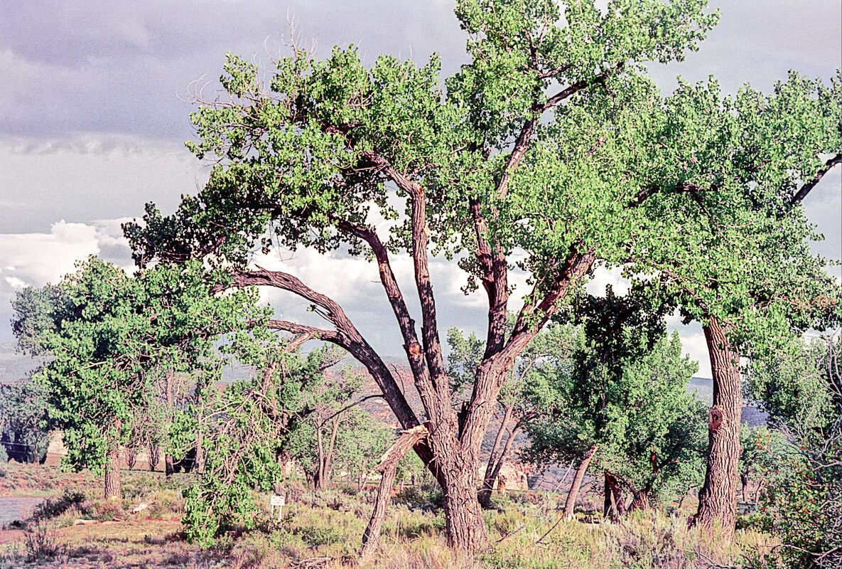 Populus carolinensis bark