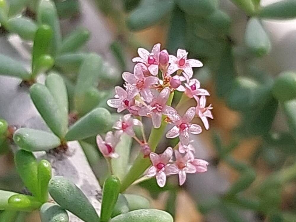 Portulacaria namaquensis flower