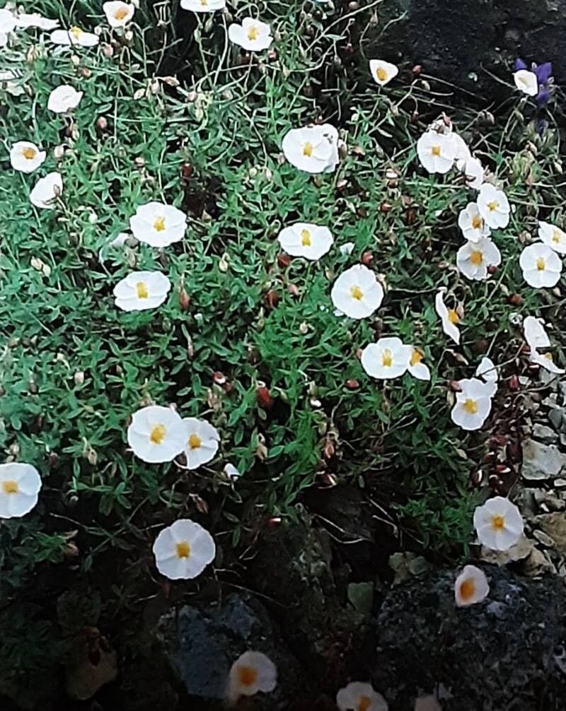 Helianthemum morisianum — houseplant care guide