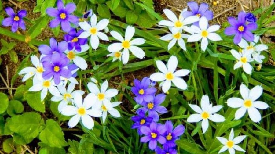 Sisyrinchium langloisii flower