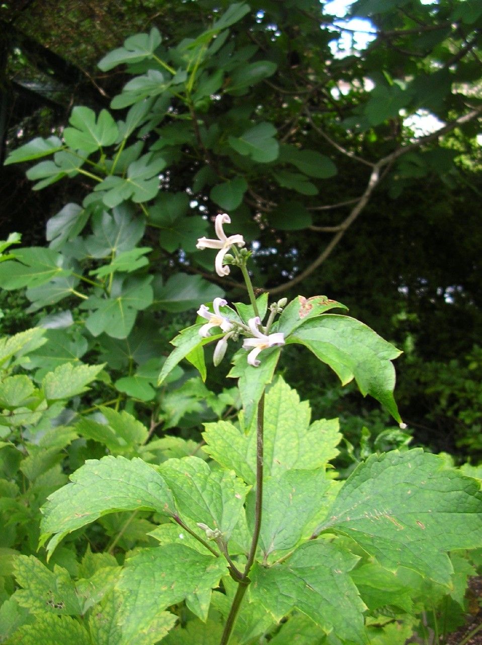 Clematis stans habit