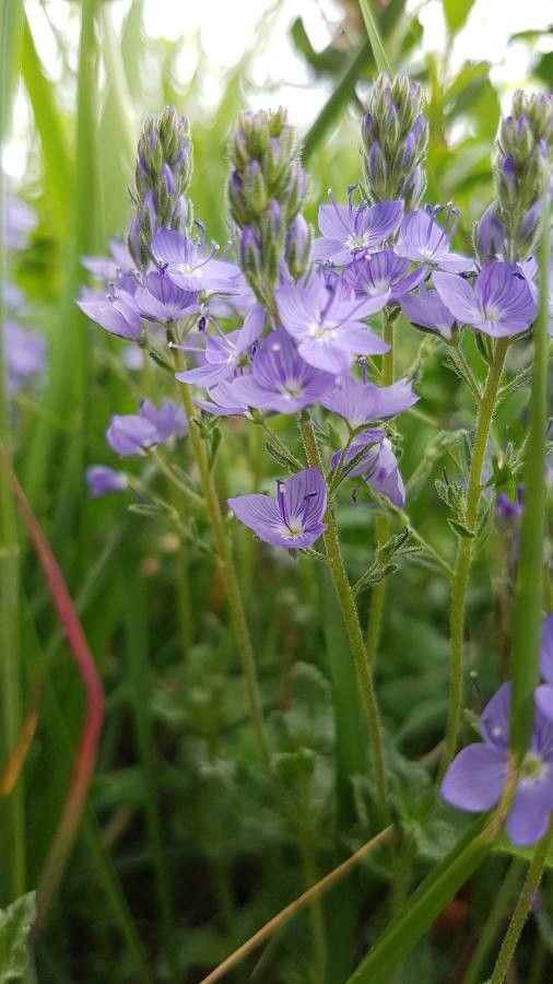 Veronica scheereri — houseplant care guide