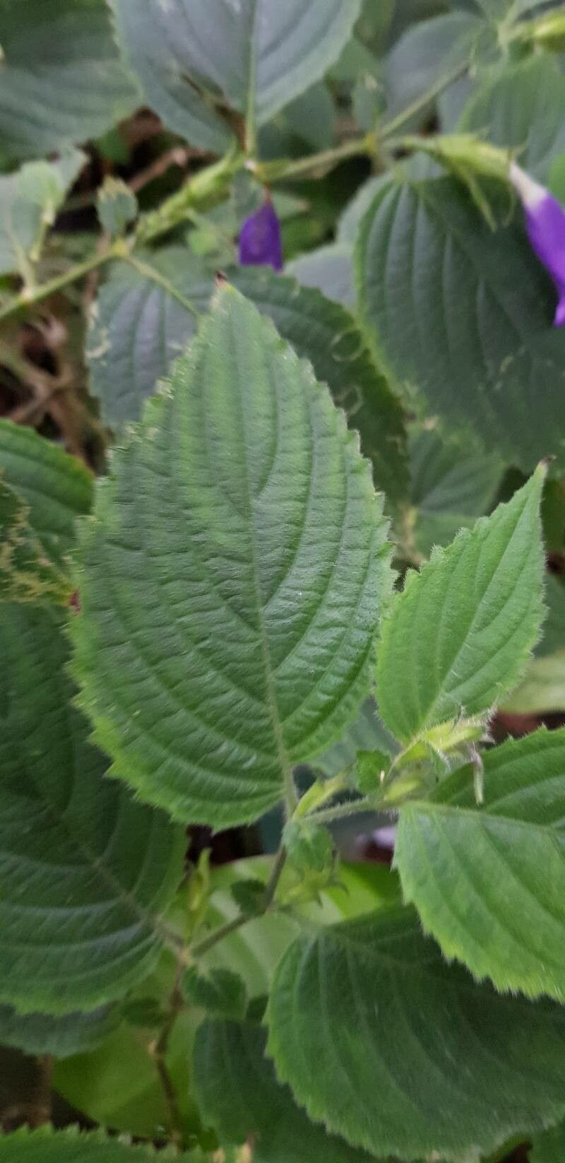 Strobilanthes attenuata — related species from the same genus
