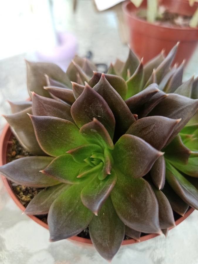 Sinocrassula indica leaf