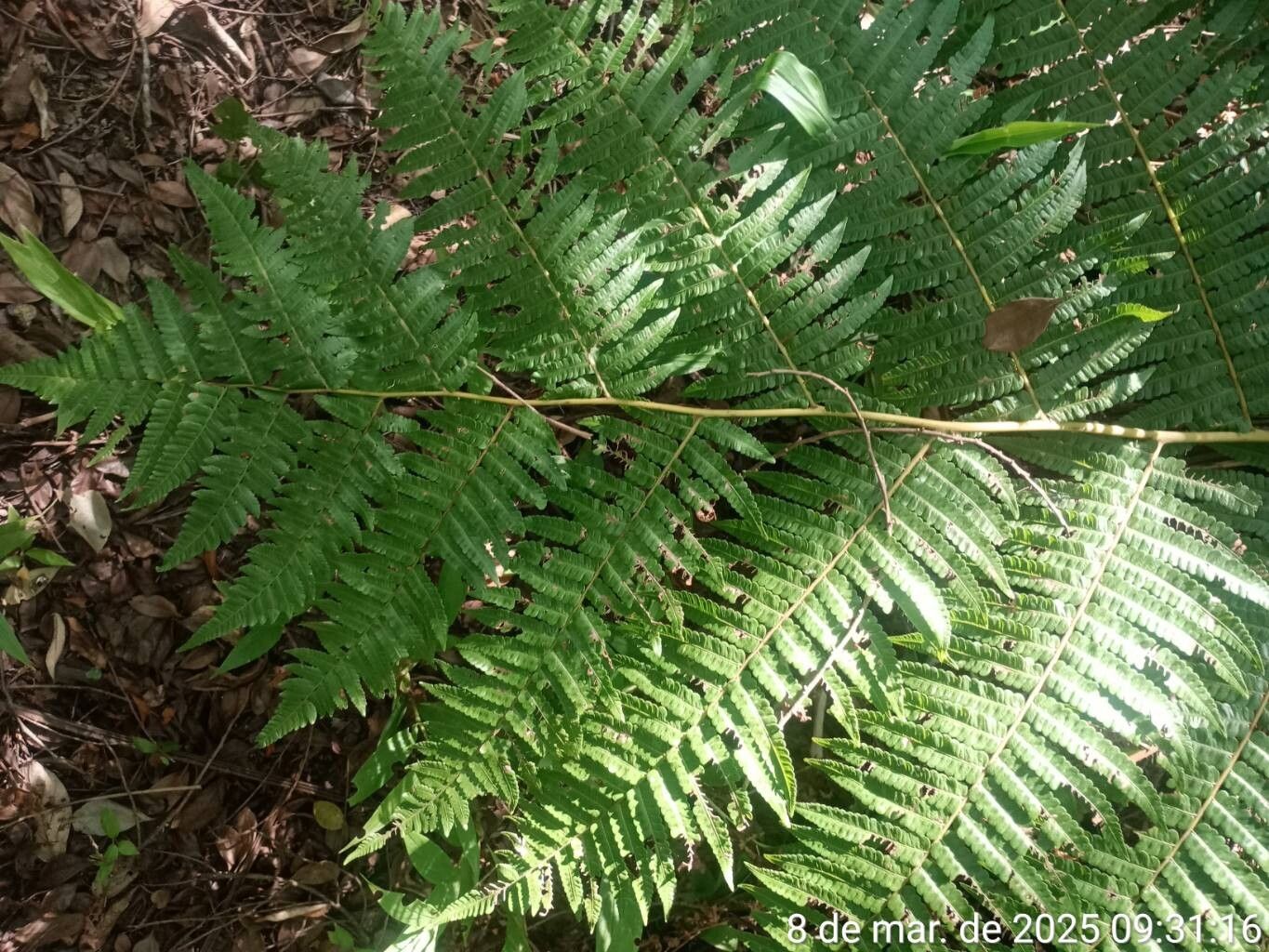 Cyathea delgadii — houseplant care guide