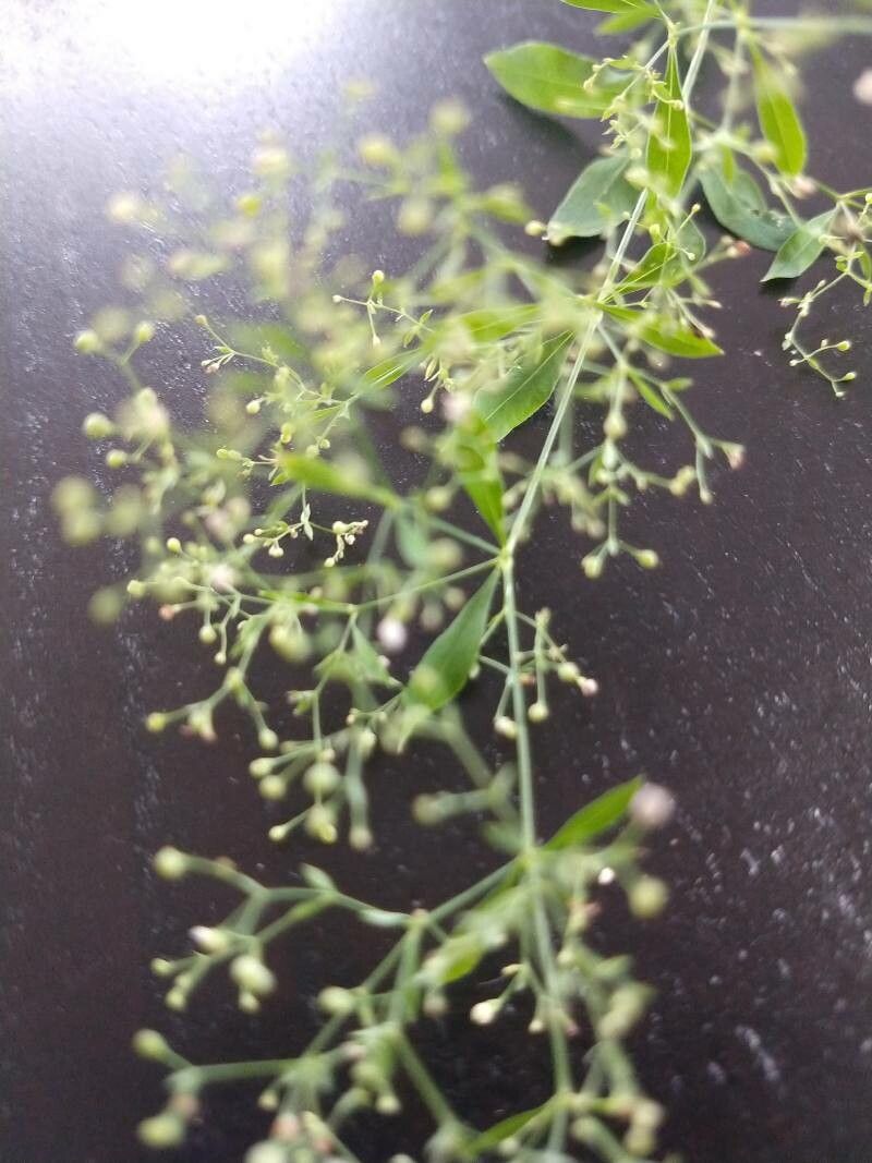 Galium laevigatum fruit