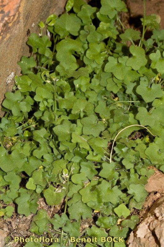 Draba hederifolia — houseplant care guide