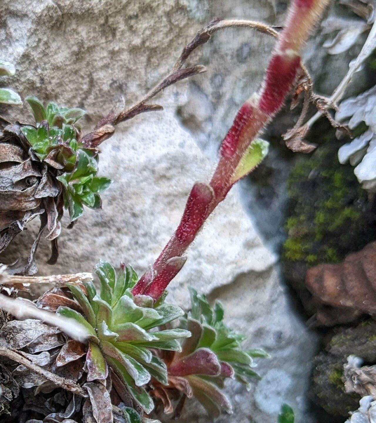Saxifraga marginata bark