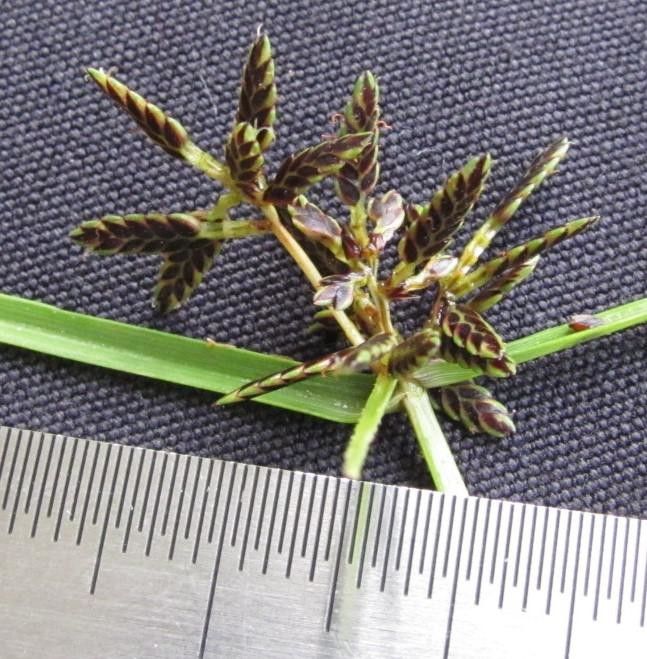 Cyperus niger other