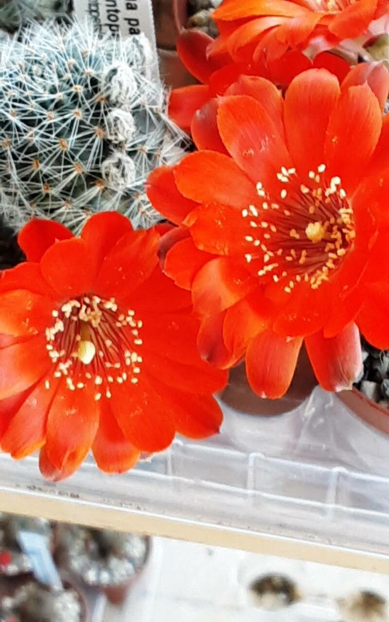 Aylostera pseudominuscula — houseplant care guide