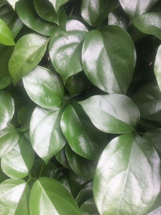 Petraeovitex bambusetorum — houseplant care guide