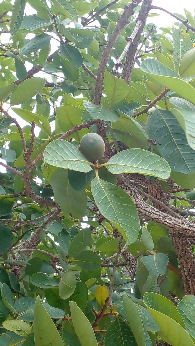 Pouteria ramiflora fruit