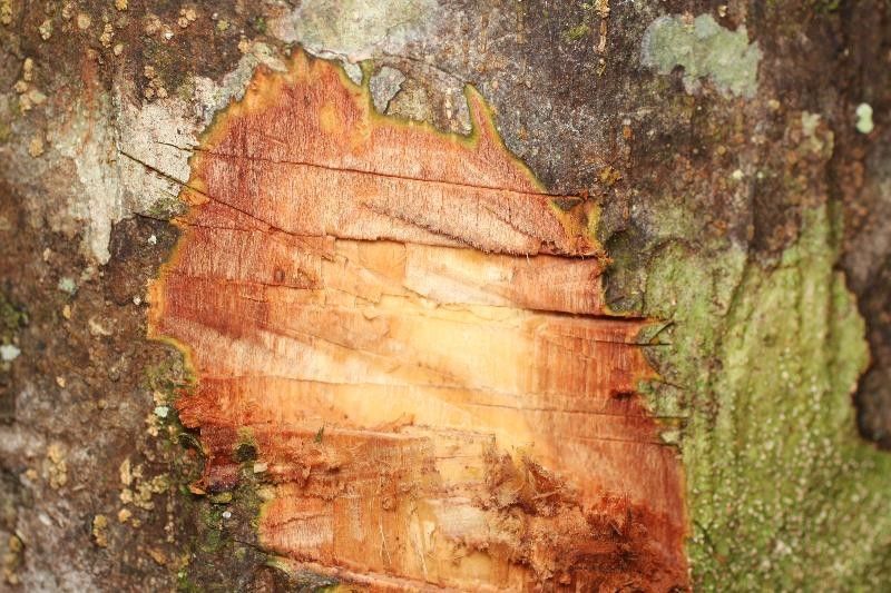 Pachira dolichocalyx other