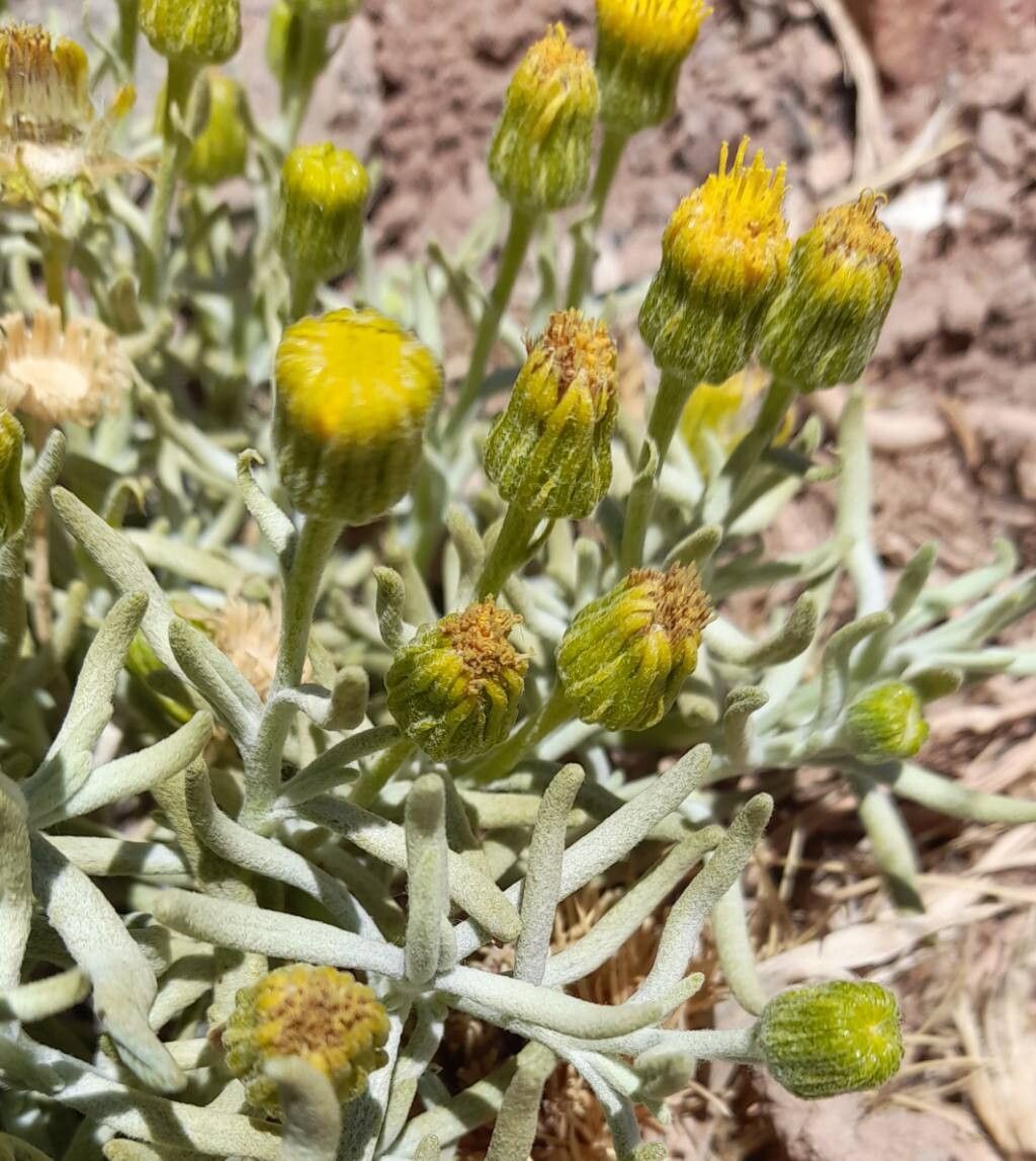 Senecio volckmannii flower