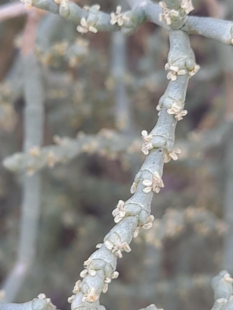 Haloxylon persicum flower