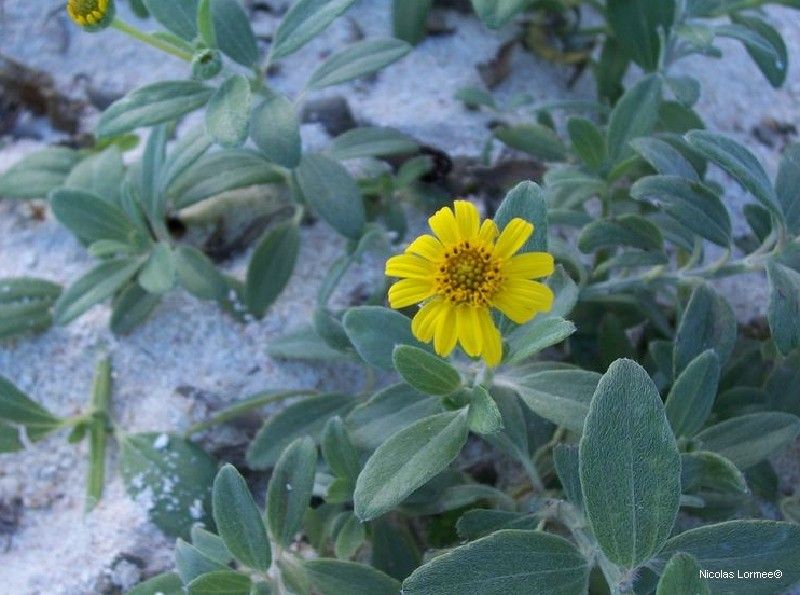 Wollastonia lifuana habit
