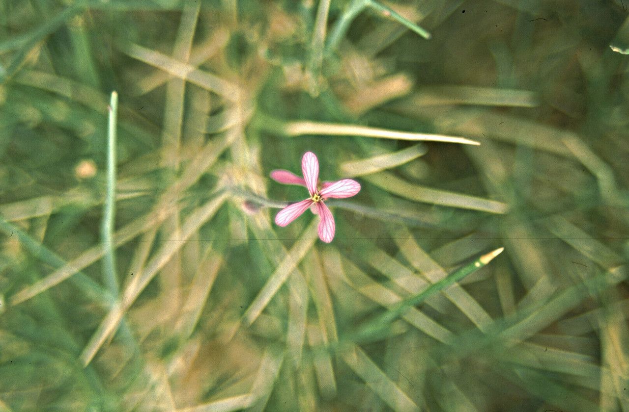 Foleyola billotii habit