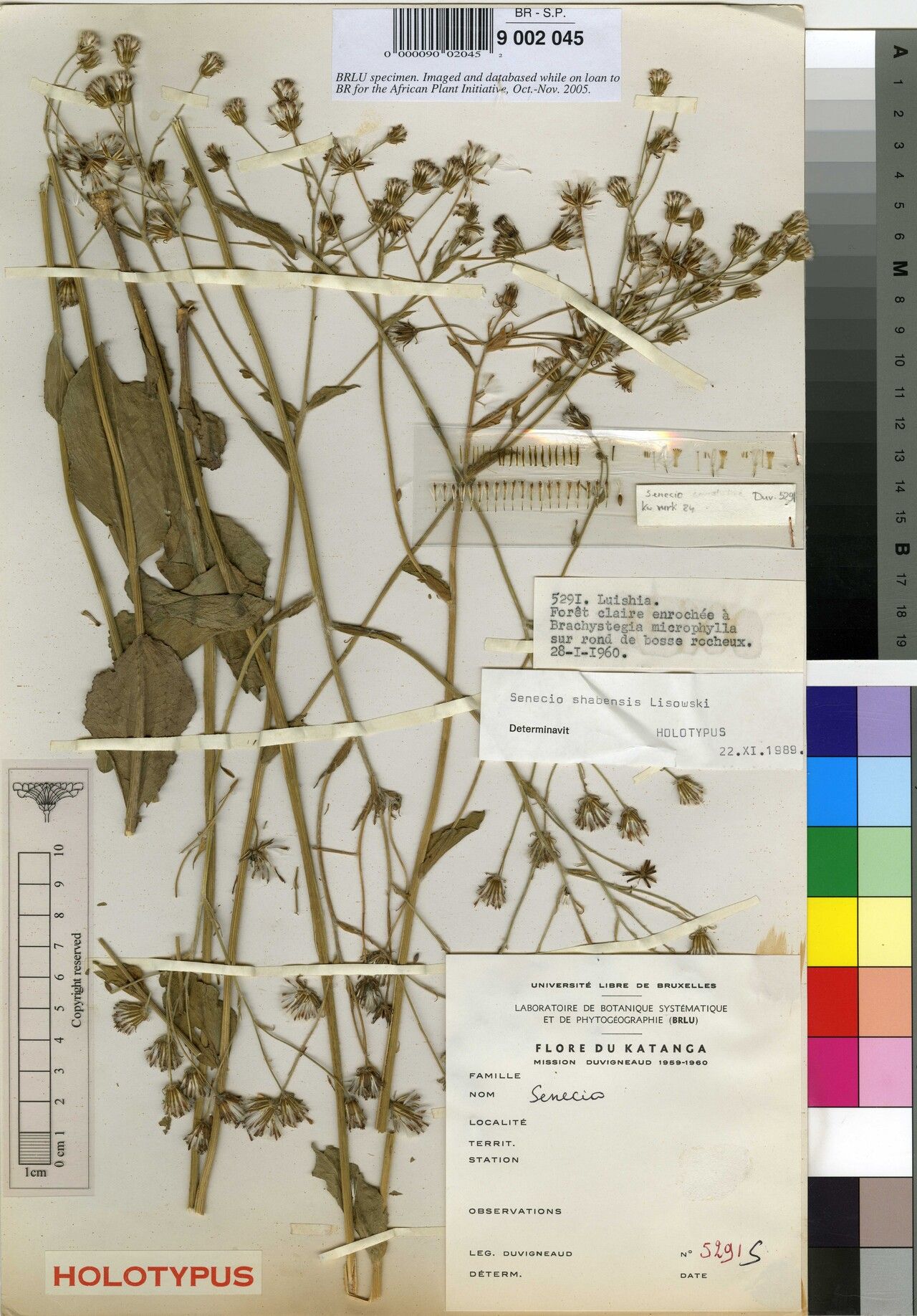 Senecio shabensis — houseplant care guide