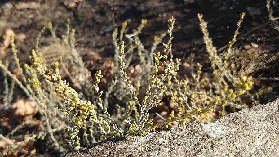 Artemisia herba-alba flower