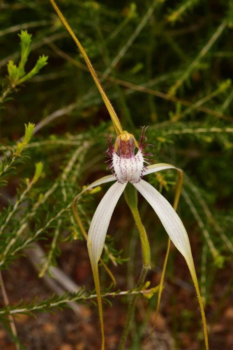 Caladenia longicauda flower