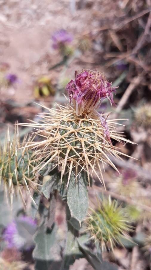 Centaurea seridis fruit