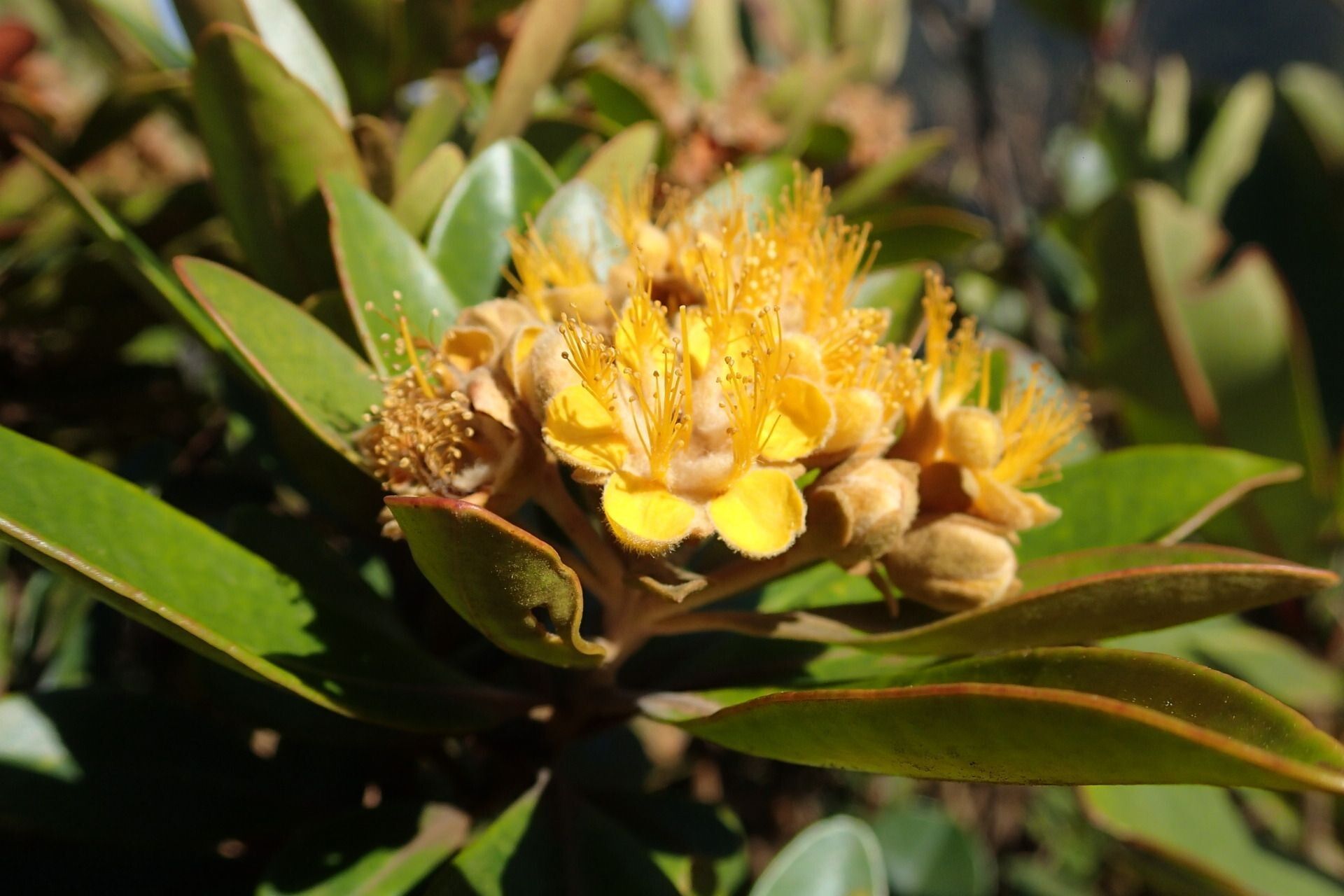 Tristaniopsis guillainii flower