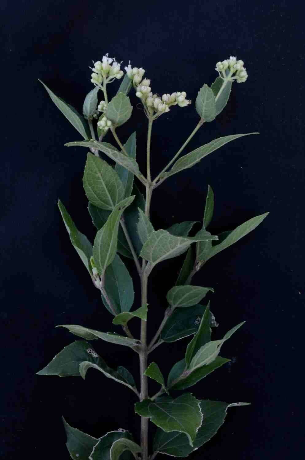 Clibadium armanii — related species from the same genus