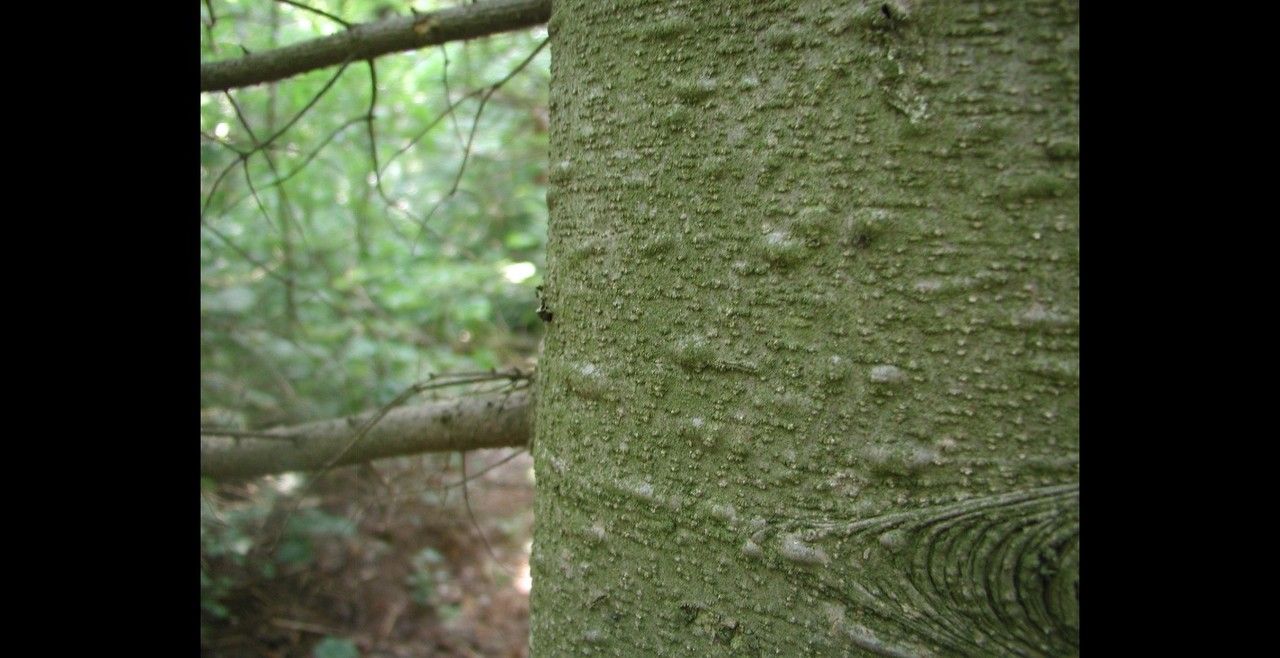 Abies veitchii bark