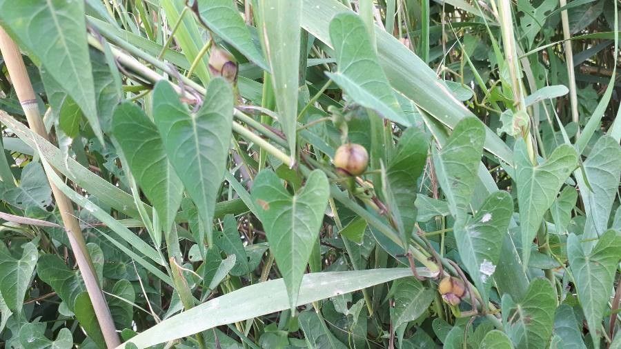 Ipomoea sagittata fruit